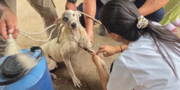 Embarcación: Más de 100 perros fueron evaluados para prevenir la leishmaniasis visceral canina