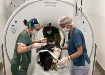 San Lorenzo Chico: Evoluciona favorablemente el cóndor encontrado