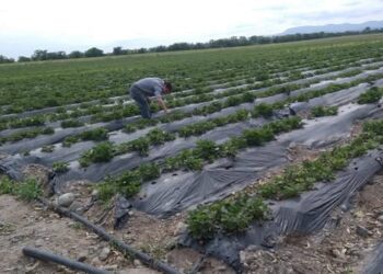 Rosario de Lerma: Asisten a productores frutilleros tras daños por tormentas