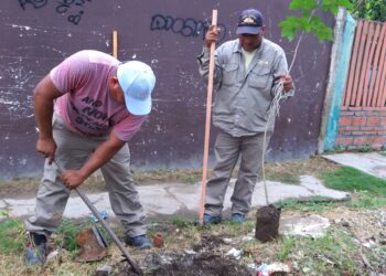 Orán: Ecología municipal continúa con tareas de forestación urbana