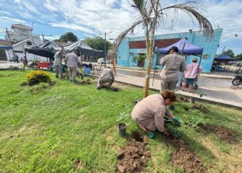 Orán: Plantines en la Plaza del Mercado de Abasto