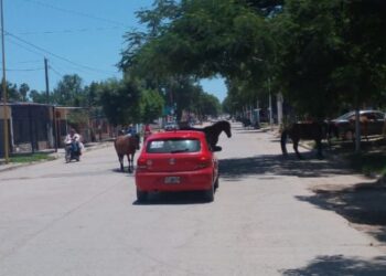 Embarcación: Animales sueltos