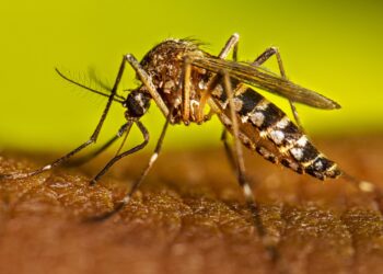 Instalarán ovitrampas en el norte de Salta para monitorear al Aedes aegypti