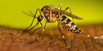 Instalarán ovitrampas en el norte de Salta para monitorear al Aedes aegypti