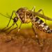 Instalarán ovitrampas en el norte de Salta para monitorear al Aedes aegypti