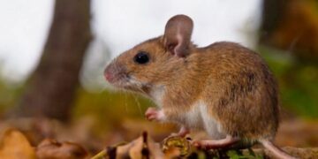 Salta refuerza medidas preventivas ante casos de hantavirosis