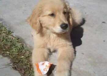 Golden retriever y humanos: un vínculo genético inesperado