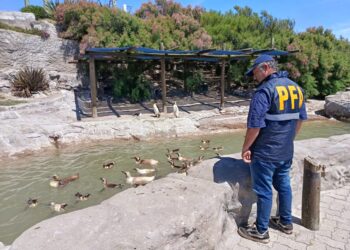 Mar del Plata: allanaron el parque marino “Aquarium” por presunta contaminación