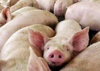 Alerta sanitaria en Córdoba por brote de triquinosis: 65 casos en seis localidades