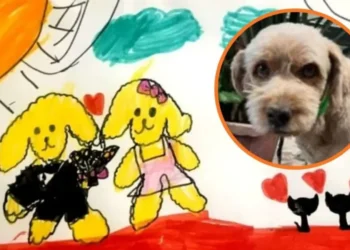 La tierna búsqueda de Luna: la nena salteña que dibuja para encontrar a su perrito Felipe