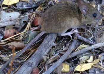 Alarma en Salta: 12 casos de hantavirus y cinco fallecidos