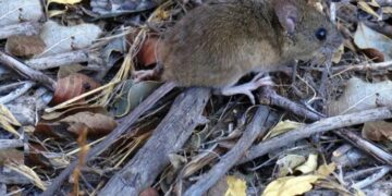 Alarma en Salta: 12 casos de hantavirus y cinco fallecidos