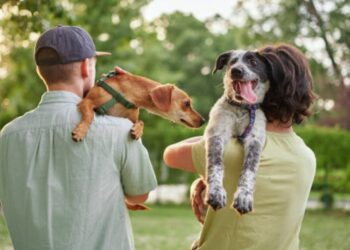 Juez cordobés rechaza acuerdo de cuidado de mascotas tras un divorcio