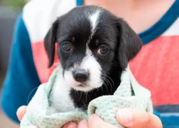 Café y adopciones: una propuesta solidaria que transforma la Plaza Alvarado en un punto de encuentro para nuevas familias
