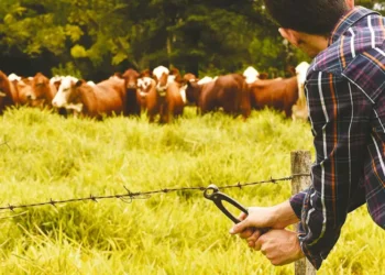Grave caso de abigeato en el norte salteño: le robaron 416 animales a la familia Balderrama