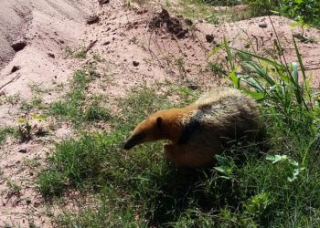El Tunal: Un oso melero rescatado fue reinsertado en su hábitat natural