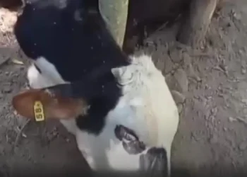 Metán: Contaminación del río Yatasto causa mortandad de 14 vacas y pérdidas millonarias