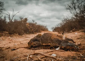 Pichanal: Otra vez un pozo petrolero provoca mortandad de animales y daños ambientales