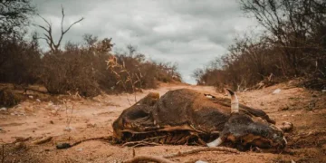 Pichanal: Otra vez un pozo petrolero provoca mortandad de animales y daños ambientales