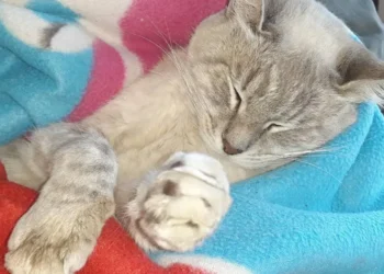 Metán: Vuelve la jornada de castraciones para el control de mascotas