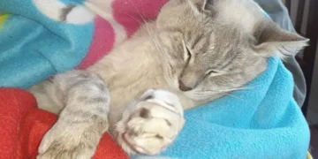 Metán: Vuelve la jornada de castraciones para el control de mascotas