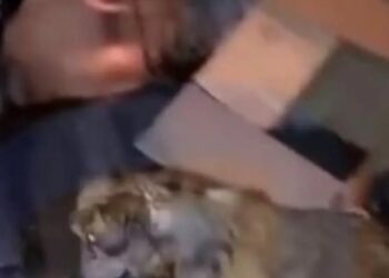 Salta: rescatan a perrita al borde de la compactadora de un camión de basura