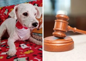 Condenan a dos hermanos en Orán por brutal maltrato animal: quemaron vivo a un perro