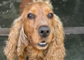 Buscan intensamente a Otto, un perro perdido en San Lorenzo