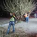 Amplio operativo de poda nocturna en las avenidas de la ciudad