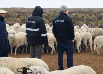 🚨 Alerta sanitaria en Chubut por sarna ovina