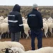 🚨 Alerta sanitaria en Chubut por sarna ovina