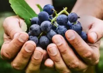 Vendimia 2026: SOEVA confirmó el precio del tacho de uva y habrá actualización mensual por inflación