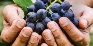 Vendimia 2026: SOEVA confirmó el precio del tacho de uva y habrá actualización mensual por inflación