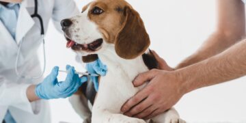 Campaña de vacunación antirrábica: llaman a la tenencia responsable de mascotas en la ciudad
