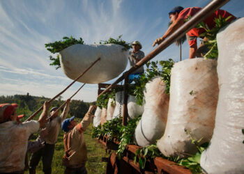 🌱 Yerbateros en pie de lucha: suspenden la zafra de verano en Misiones